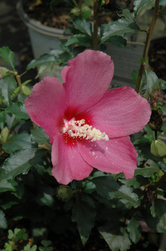 Lil' Kim Red Rose of Sharon (Hibiscus syriacus 'SHIMRR38') at Kennedy's Country Gardens