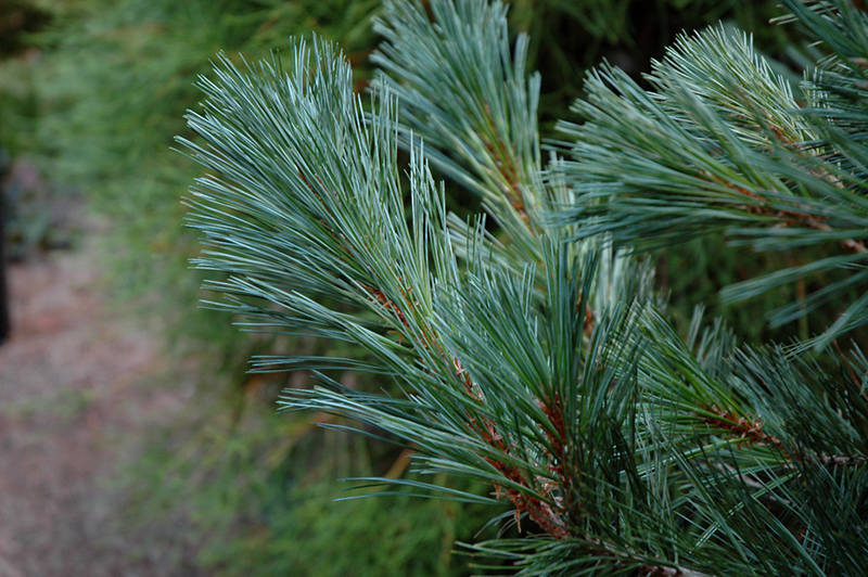 Cesarini Blue Limber Pine (Pinus flexilis 'Cesarini Blue') at Kennedy's Country Gardens