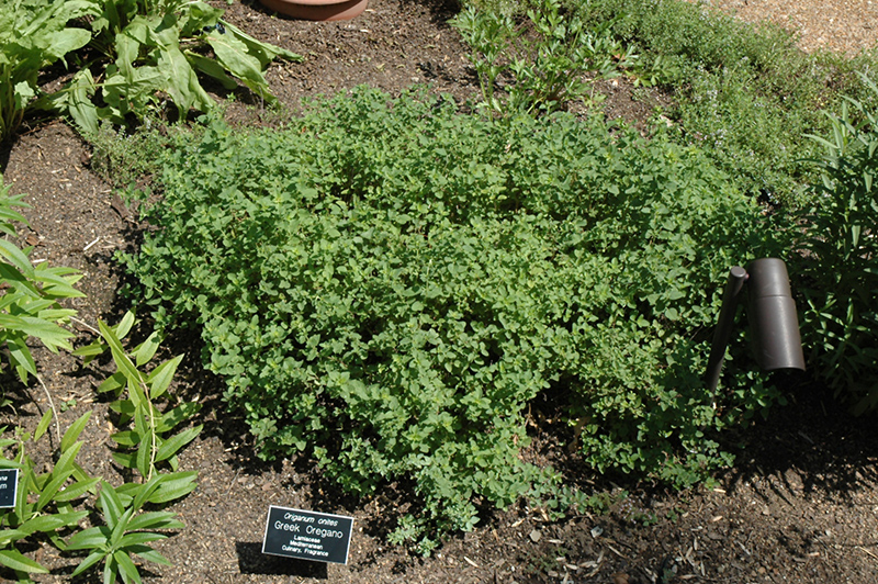 Greek Oregano (Origanum onites) at Kennedy's Country Gardens