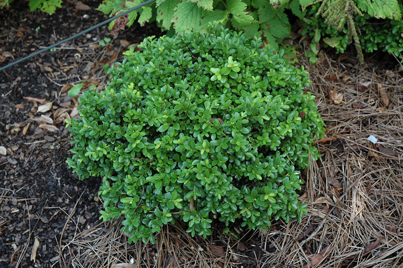 Green Pillow Boxwood (Buxus microphylla 'Green Pillow') at Kennedy's Country Gardens