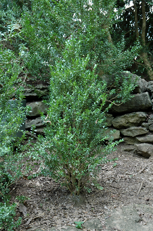 Fastigiata Boxwood (Buxus sempervirens 'Fastigiata') at Kennedy's Country Gardens