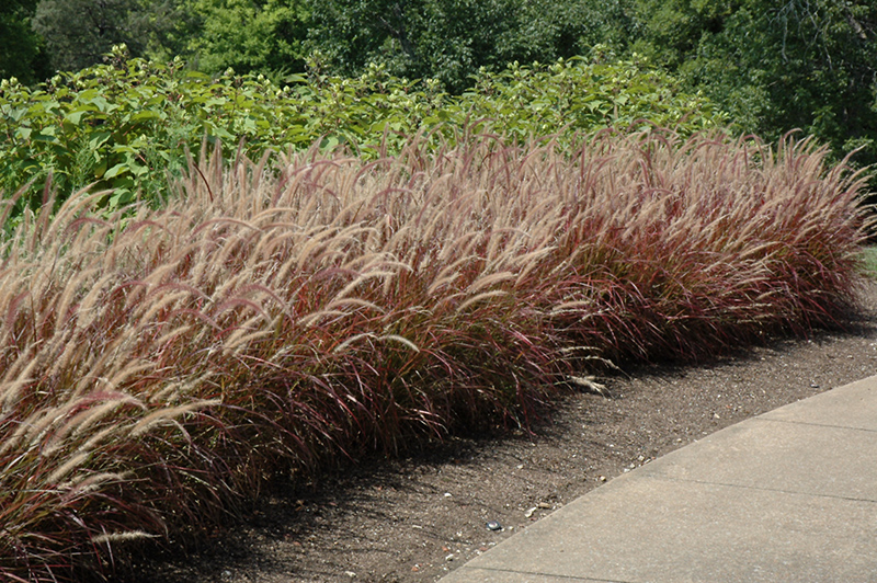 Purple Fountain Grass (Pennisetum setaceum 'Rubrum') at Kennedy's Country Gardens