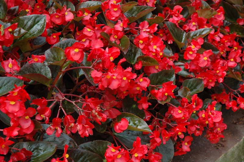 Whopper Red Bronze Leaf Begonia (Begonia 'Whopper Red Bronze Leaf') at Kennedy's Country Gardens