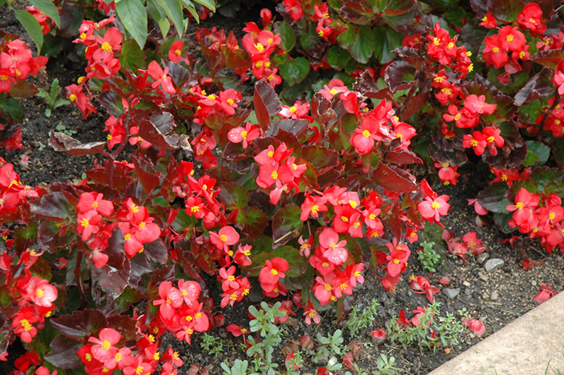 BabyWing Red Begonia (Begonia 'BabyWing Red') at Kennedy's Country Gardens