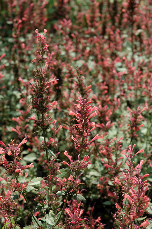 Kudos Coral Hyssop (Agastache 'Kudos Coral') at Kennedy's Country Gardens