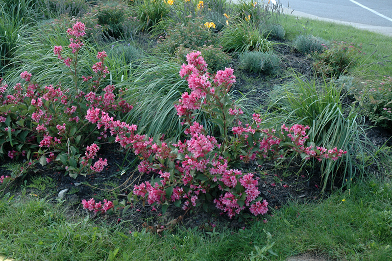 Sonic Bloom Pink Reblooming Weigela (Weigela florida 'Bokrasopin') at Kennedy's Country Gardens