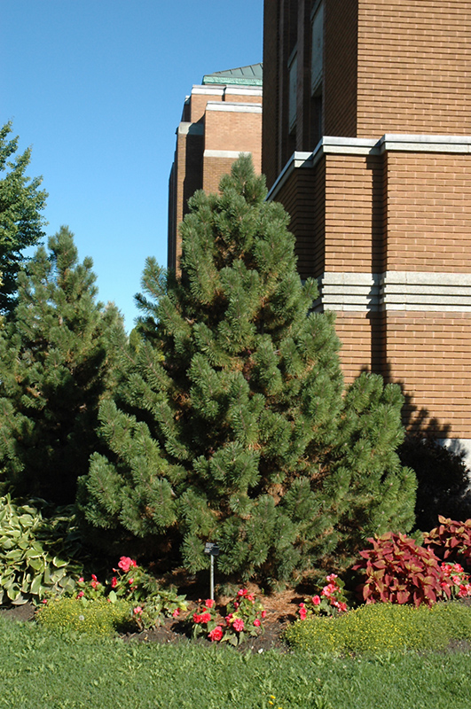 Tannenbaum Mugo Pine (Pinus mugo 'Tannenbaum') at Kennedy's Country Gardens