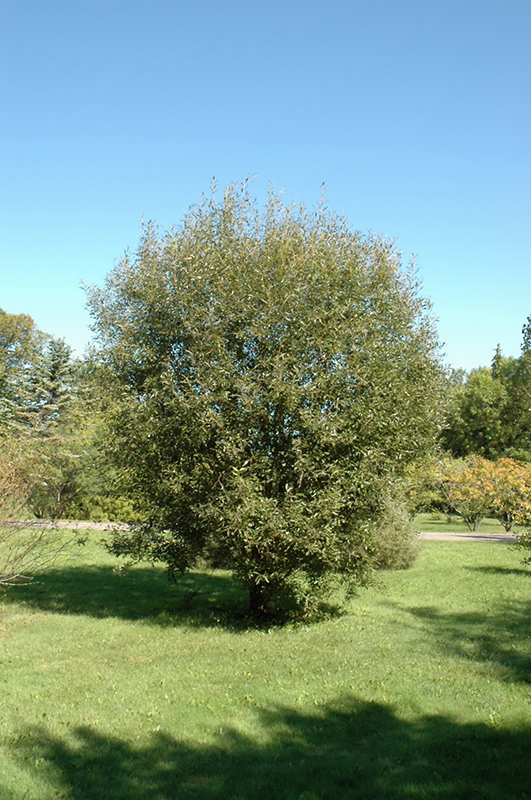 Pussy Willow (Salix discolor) at Kennedy's Country Gardens
