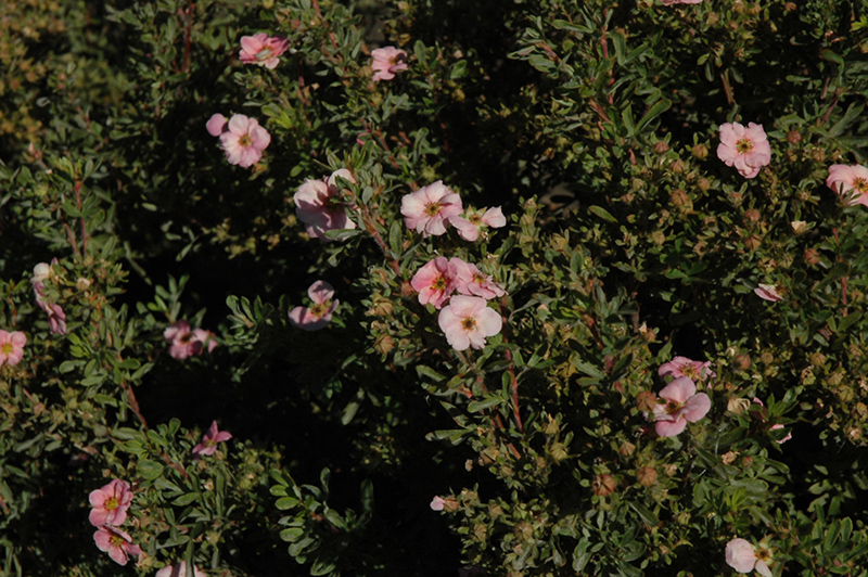 Happy Face Pink Paradise Potentilla (Potentilla fruticosa 'Kupinpa') at Kennedy's Country Gardens