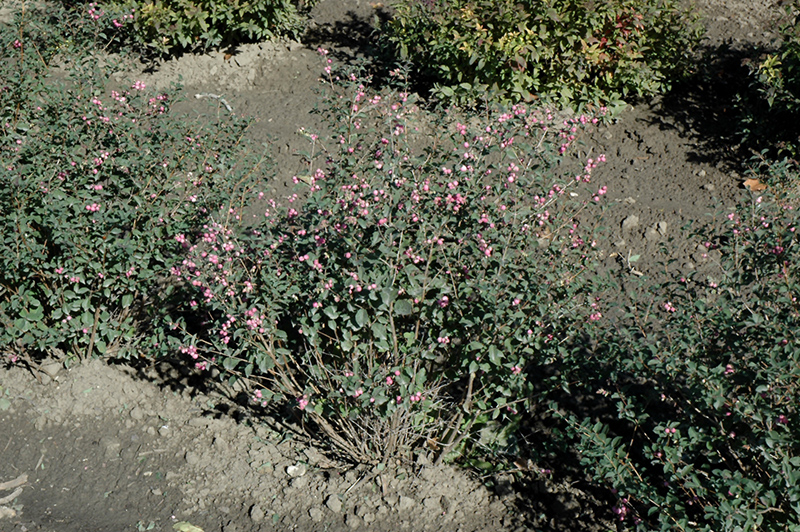 Candy Coralberry (Symphoricarpos x doorenbosii 'Kolmcan') at Kennedy's Country Gardens