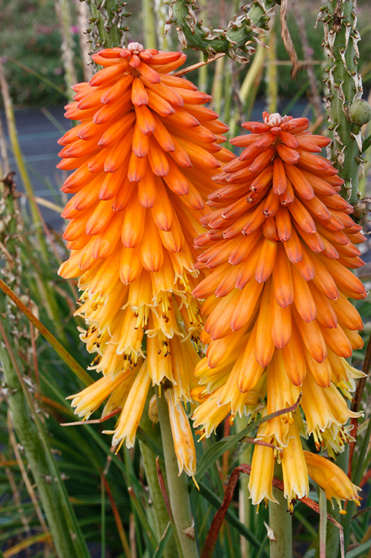Poco Red Torchlily (Kniphofia 'Poco Red') at Kennedy's Country Gardens