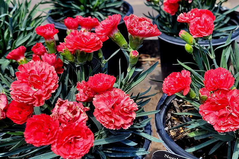 Early Bird Chili Pinks (Dianthus 'Wp10 Sab06') at Kennedy's Country Gardens
