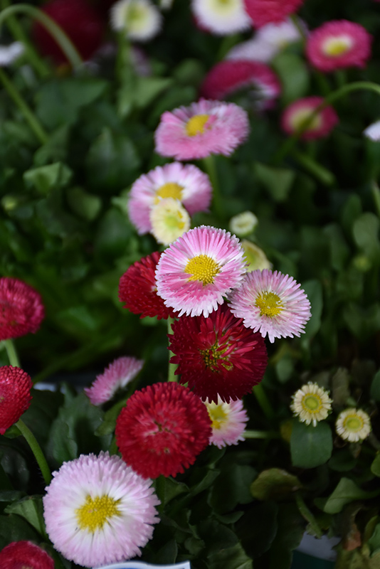 Bellisima Mix English Daisy (Bellis perennis 'Bellissima Mix') at Kennedy's Country Gardens