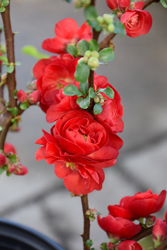 Double Take Scarlet Flowering Quince (Chaenomeles speciosa 'Scarlet Storm') at Kennedy's Country Gardens
