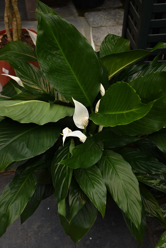 Peace Lily (Spathiphyllum wallisii) at Kennedy's Country Gardens