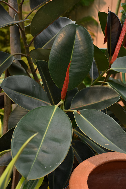 Rubber Tree (Ficus elastica) at Kennedy's Country Gardens