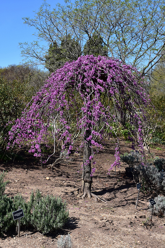 Lavender Twist Redbud (Cercis canadensis 'Covey') at Kennedy's Country Gardens