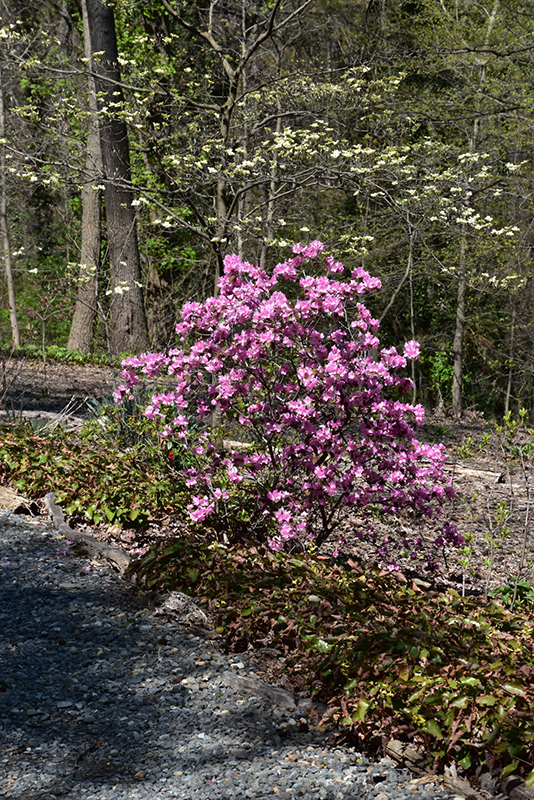 Little Olga Rhododendron (Rhododendron 'Little Olga') at Kennedy's Country Gardens