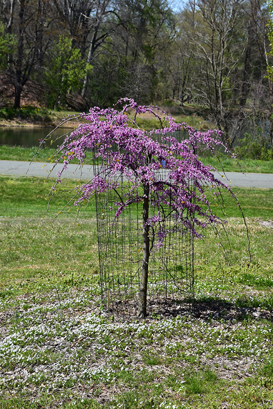 Pink Heartbreaker Redbud (Cercis canadensis 'Pink Heartbreaker') at Kennedy's Country Gardens
