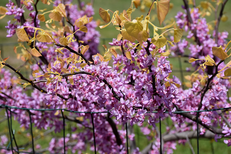 The Rising Sun Redbud (Cercis canadensis 'The Rising Sun') at Kennedy's Country Gardens