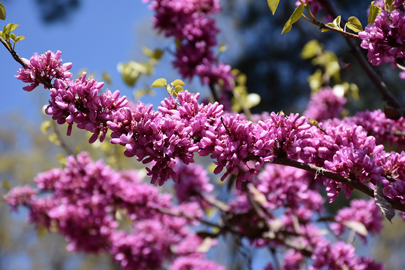 Chinese Redbud (Cercis chinensis) at Kennedy's Country Gardens