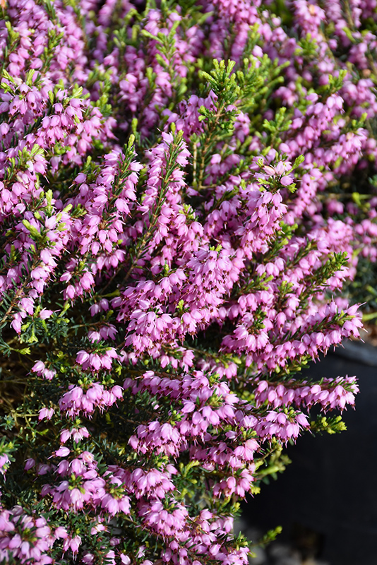 Mediterranean Pink Heath (Erica x darleyensis 'Mediterranean Pink') at Kennedy's Country Gardens