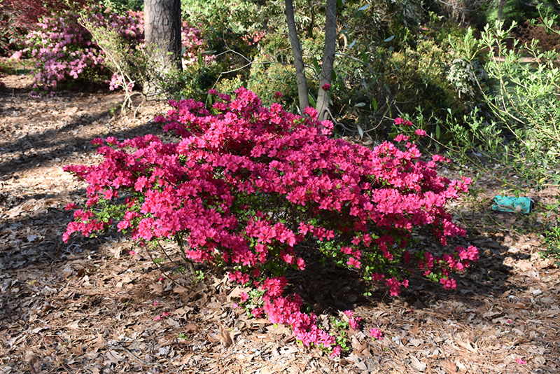 Girard's Fuchsia Evergreen Azalea (Rhododendron 'Girard's Fuchsia') at Kennedy's Country Gardens