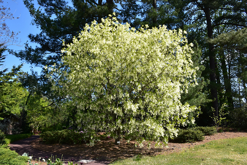 White Fringetree (Chionanthus virginicus) at Kennedy's Country Gardens