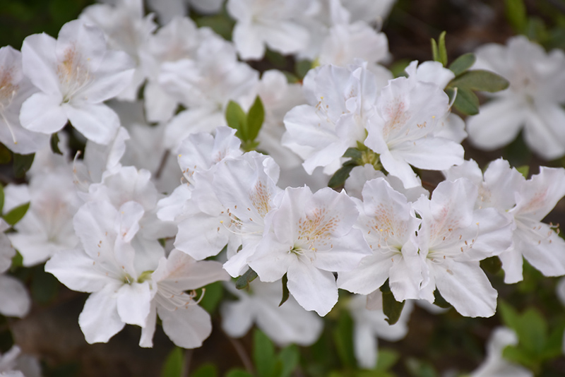 Delaware Valley White Azalea (Rhododendron 'Delaware Valley White') at Kennedy's Country Gardens