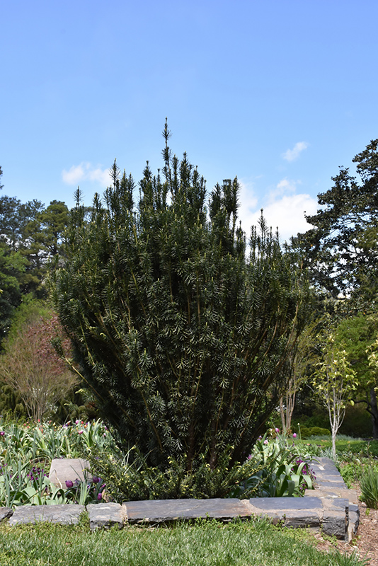 Upright Japanese Plum Yew (Cephalotaxus harringtonia 'Fastigiata') at Kennedy's Country Gardens