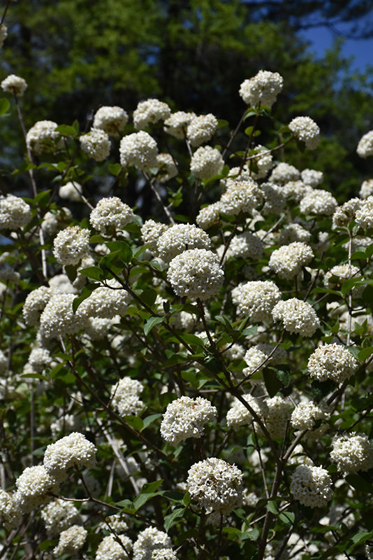 Fragrant Viburnum (Viburnum x carlcephalum) at Kennedy's Country Gardens