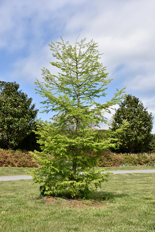 Golden Larch (Pseudolarix amabilis) at Kennedy's Country Gardens