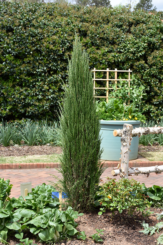 Blue Arrow Juniper (Juniperus scopulorum 'Blue Arrow') at Kennedy's Country Gardens