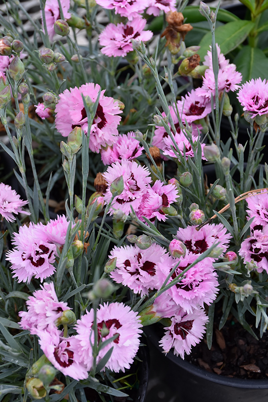 Early Bird Fizzy Pinks (Dianthus 'Wp08 Ver03') at Kennedy's Country Gardens