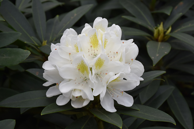 Chionoides Rhododendron (Rhododendron catawbiense 'Chionoides') at Kennedy's Country Gardens