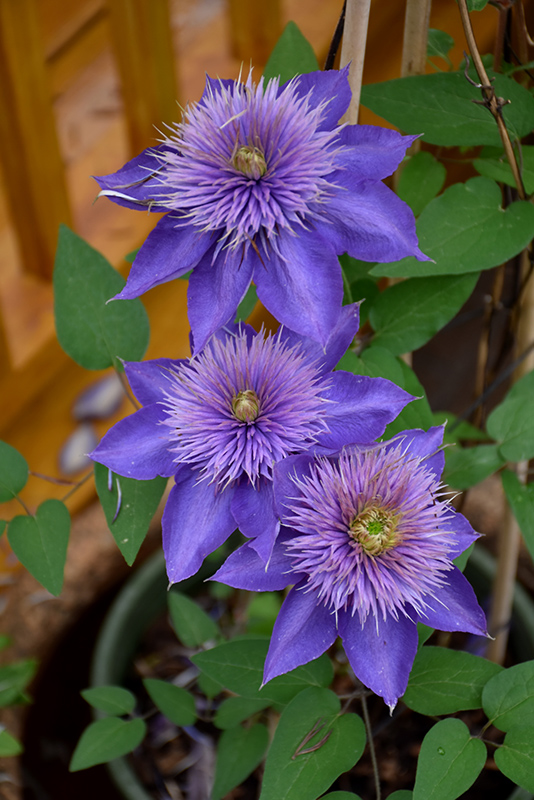 Multi Blue Clematis (Clematis 'Multi Blue') at Kennedy's Country Gardens