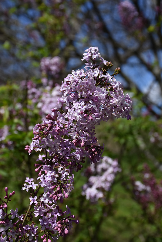 Lilac Sunday Lilac (Syringa x chinensis 'Lilac Sunday') at Kennedy's Country Gardens