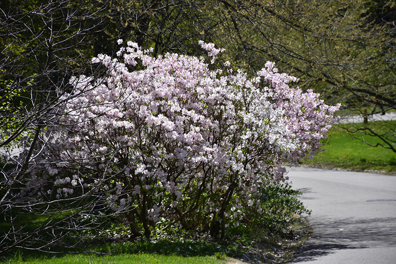 Royal Azalea (Rhododendron schlippenbachii) at Kennedy's Country Gardens
