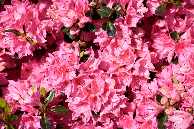 Pink Tradition Azalea (Rhododendron 'Pink Tradition') at Kennedy's Country Gardens