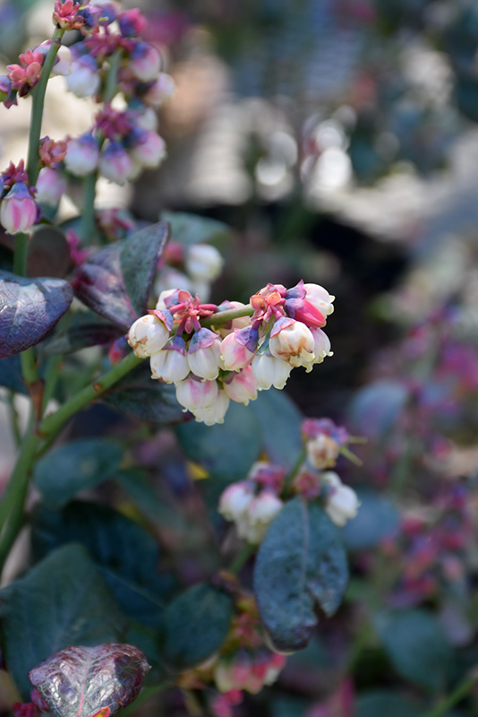 Pink Icing Blueberry (Vaccinium 'ZF06-079') at Kennedy's Country Gardens