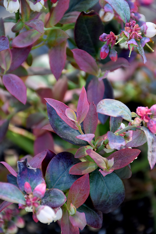Pink Icing Blueberry (Vaccinium 'ZF06-079') at Kennedy's Country Gardens