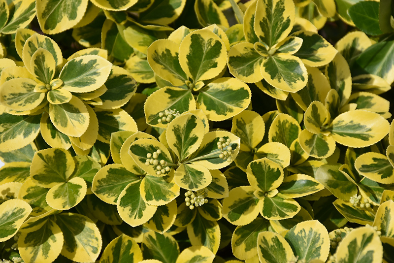 Gold Splash Wintercreeper (Euonymus fortunei 'Roemertwo') at Kennedy's Country Gardens
