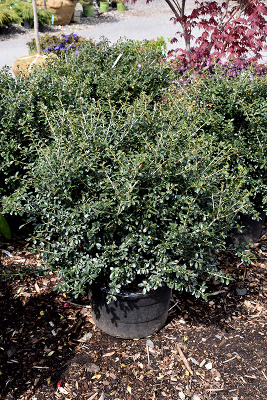 Green Lustre Japanese Holly (Ilex crenata 'Green Lustre') at Kennedy's Country Gardens