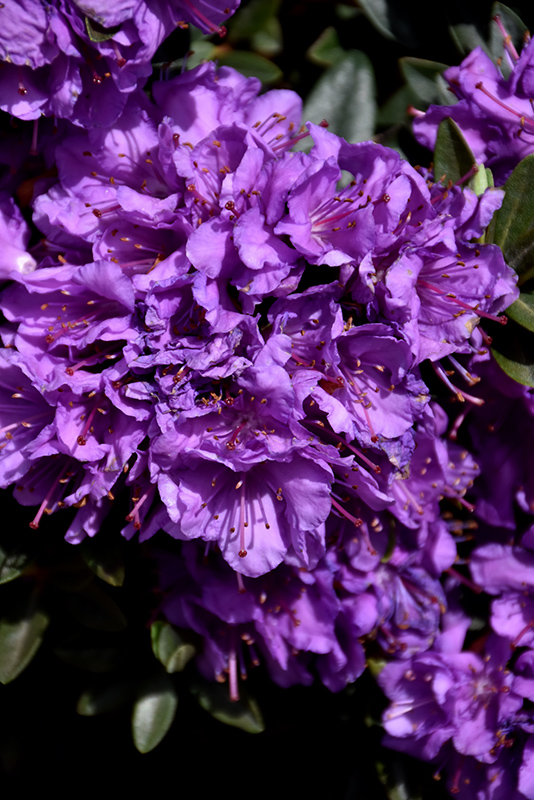 Purple Gem Rhododendron (Rhododendron 'Purple Gem') at Kennedy's Country Gardens