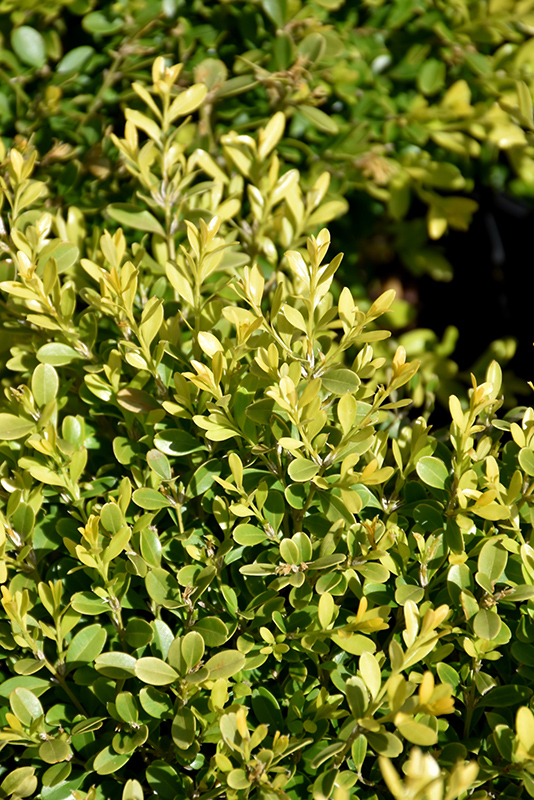 Tide Hill Boxwood (Buxus microphylla 'Tide Hill') at Kennedy's Country Gardens
