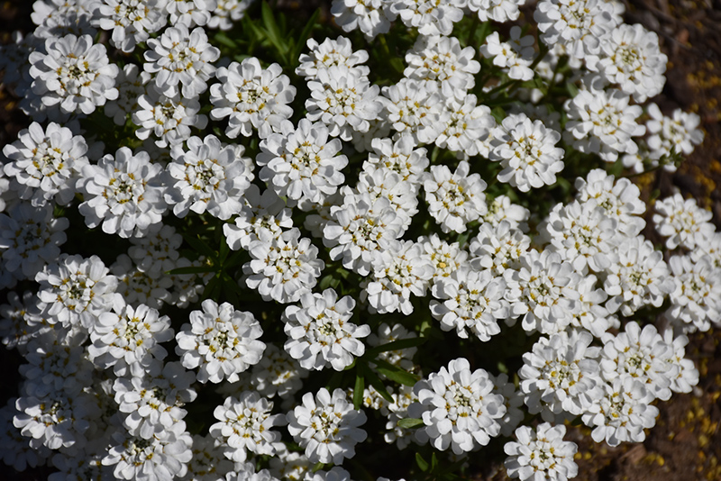 Whiteout Candytuft (Iberis sempervirens 'Whiteout') at Kennedy's Country Gardens