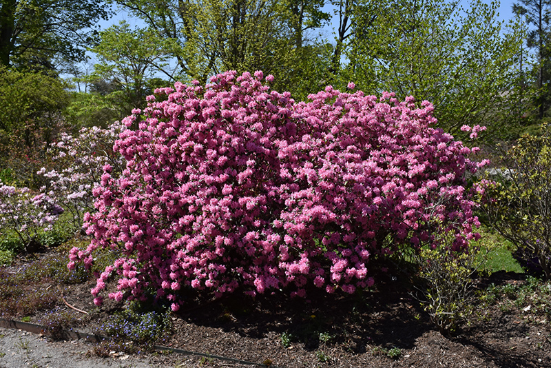 Weston's Aglo Rhododendron (Rhododendron 'Weston's Aglo') at Kennedy's Country Gardens
