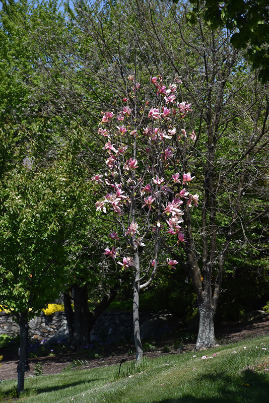 Daybreak Magnolia (Magnolia 'Daybreak') at Kennedy's Country Gardens