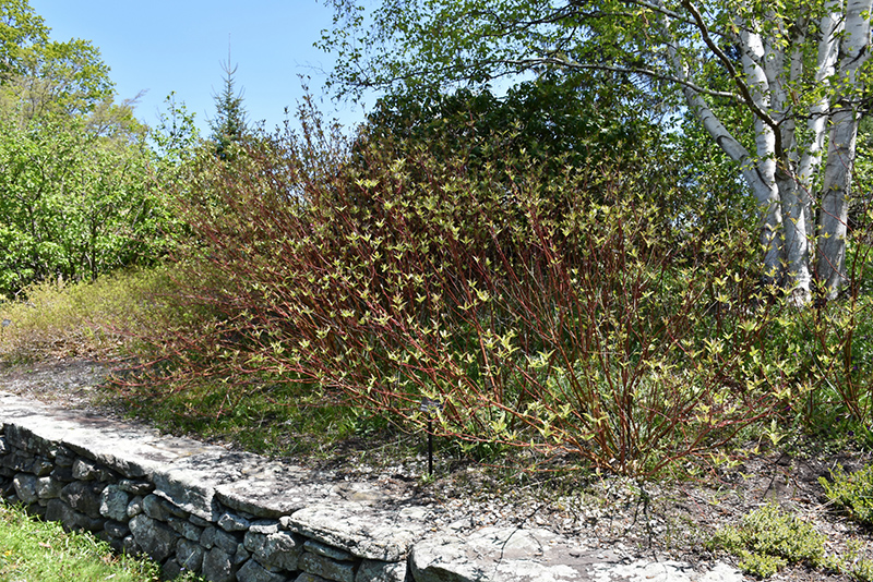 Bailey's Red Twig Dogwood (Cornus sericea 'Baileyi') at Kennedy's Country Gardens