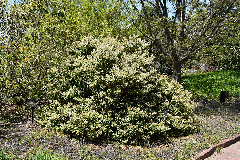 Mountain Pieris (Pieris floribunda) at Kennedy's Country Gardens